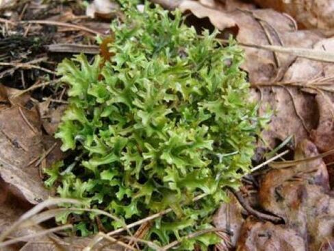 cetraria od pasożytów w organizmie