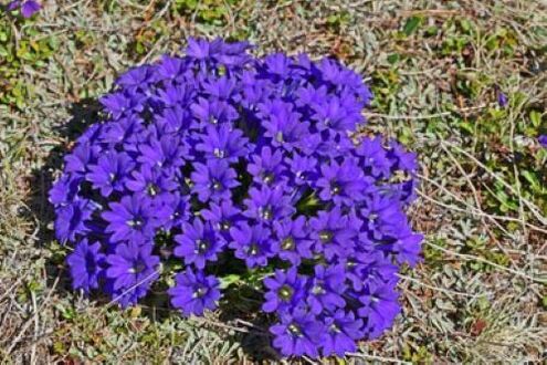 korzeń gorączki z pasożytów w organizmie