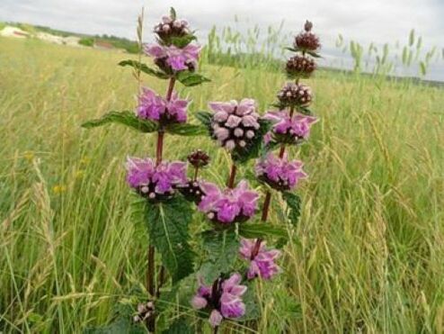 roślina rudy żelaza z pasożytów w organizmie