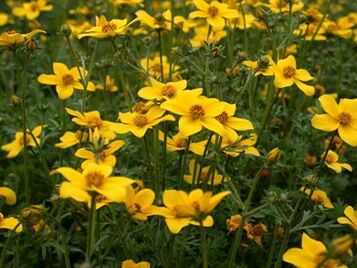 szereg pasożytów w organizmie