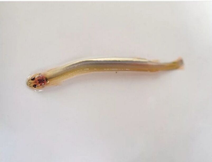 Wandellia wąsaty - niebezpieczna ryba pasożytnicza