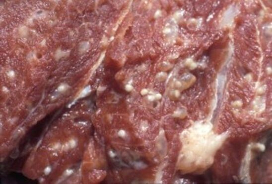Mięso skażone włośnicą - niebezpiecznymi pasożytami